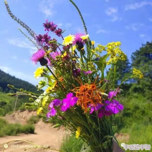 野花日韩：走进日本与韩国的野生花卉世界，了解其文化、生态价值与保护现状