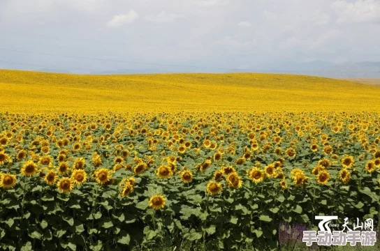 野花日韩：走进日本与韩国的野生花卉世界，了解其文化、生态价值与保护现状