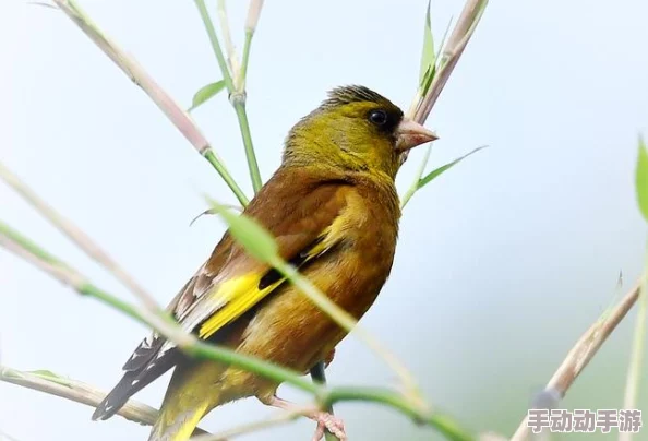 美女校花张开腿让我感受到青春的警醒与爱的渴望,校园生活真实的情感交织与心灵的碰撞 美女校花张开腿让我感受到青春的警醒与爱的渴望,校园生活真实的情感交织与心灵的碰撞