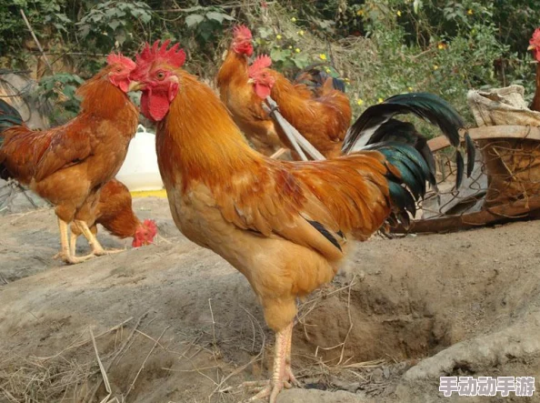 探索创造与魔法的奇妙世界:揭秘隐秘养鸡场,精准定位野生鸡群栖息地 探索创造与魔法的奇妙世界:揭秘隐秘养鸡场,精准定位野生鸡群栖息地