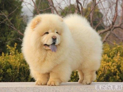 爆炒通感双胞胎小狗：网友热议这对萌宠的神奇默契，竟能同时做出相同动作引发全网围观！