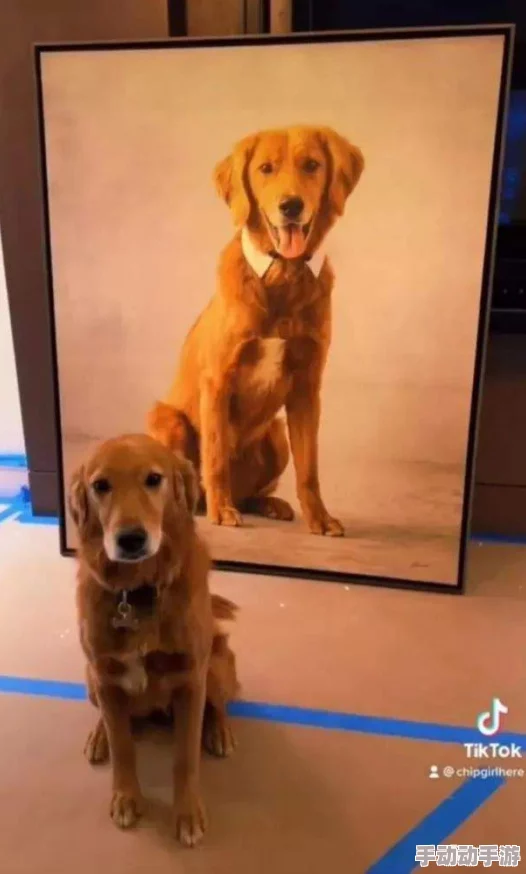 爆炒通感双胞胎小狗：网友热议这对萌宠的神奇默契，竟能同时做出相同动作引发全网围观！