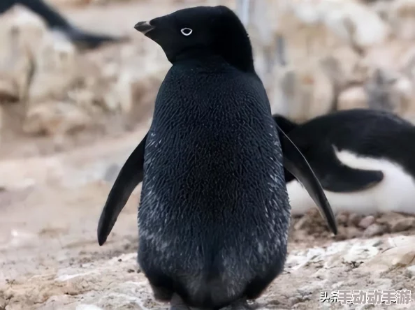 又大又肥又圆的白屁股，令人惊叹的自然奇观，展现了生命的多样性与美丽，引发人们对生态保护的思考