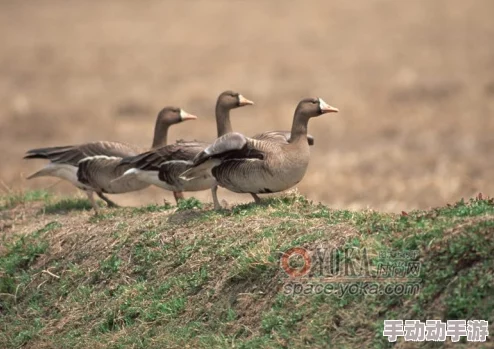 欧洲人与禽类Zoz0交互的最新进展:研究揭示了人类与鸟类之间复杂的行为模式和生态影响 欧洲人与禽类Zoz0交互的最新进展:研究揭示了人类与鸟类之间复杂的行为模式和生态影响