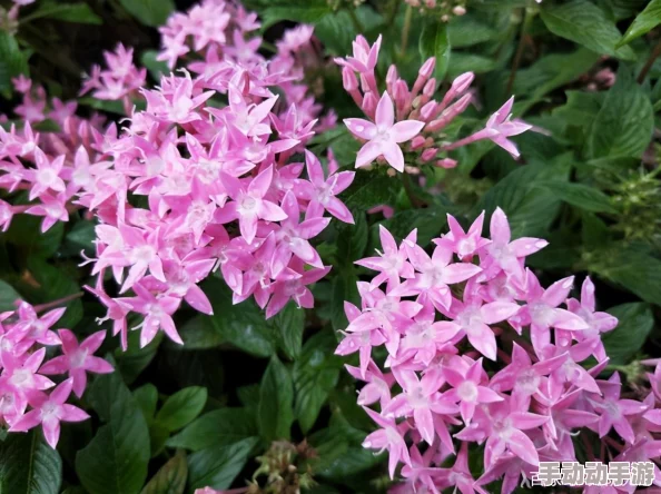 野花社区：推动社区发展与居民参与，构建和谐共生的美好家园新进展