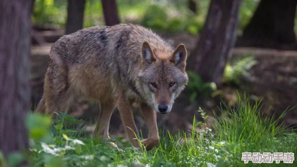 野花社区：推动社区发展与居民参与，构建和谐共生的美好家园新进展