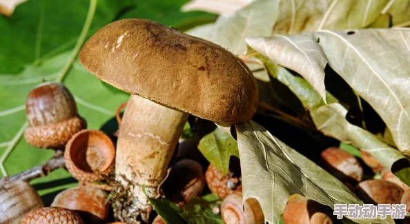 网曝吃瓜 独家黑料 蘑菇：最新调查揭示流行食材背后的健康隐患与市场现状分析