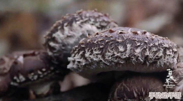 网曝吃瓜 独家黑料 蘑菇：最新调查揭示流行食材背后的健康隐患与市场现状分析