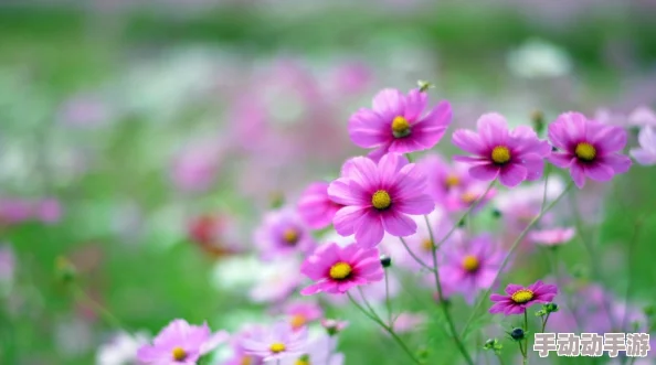 野花网站进展：新功能上线，用户体验提升，助力更多人发现和分享自然之美