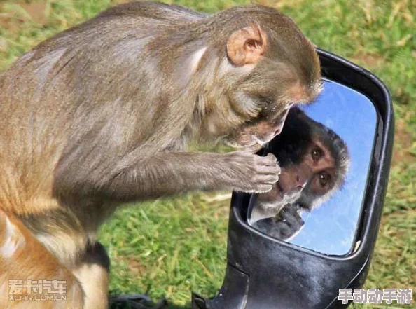 造猴子不盖被子的视频图片，揭示了动物行为学中关于哺乳动物睡眠习惯的相关知识与研究发现