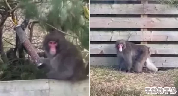 造猴子不盖被子的视频图片，揭示了动物行为学中关于哺乳动物睡眠习惯的相关知识与研究发现