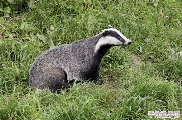 毛茸茸妇女体内汇编：网友热议这一现象，认为其反映了社会对身体多样性的接受与包容，同时也引发了关于美的标准讨论