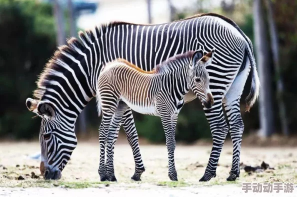 探索精灵与魔法的奇幻之旅：新手必学高效玩法技巧全攻略