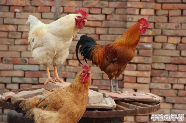 动物之战养鸡流怎么搭配-养鸡流阵容搭配攻略 动物之战养鸡流怎么搭配-养鸡流阵容搭配攻略