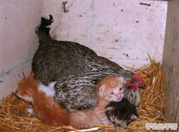 动物之战养鸡流怎么搭配-养鸡流阵容搭配攻略 动物之战养鸡流怎么搭配-养鸡流阵容搭配攻略